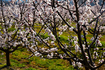 Fototapeta premium Apricot flowers on tree branches
