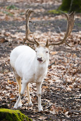 Leucistic european fallow deer stag in a forest