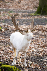 Leucistic european fallow deer stag in a forest