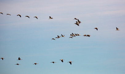 Flock of cranes in flight