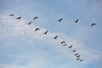 Cranes flying in blue sky