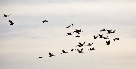 Cranes flying in blue sky