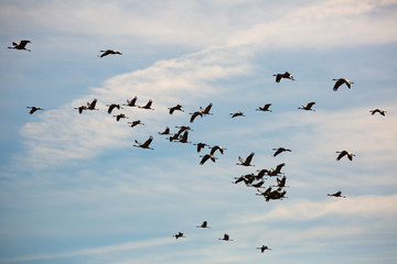 Flock of cranes in flight