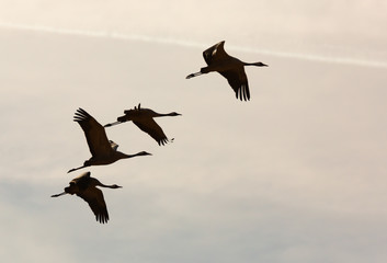 Naklejka premium Flock of cranes flying in sky