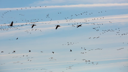 Flock of cranes flying