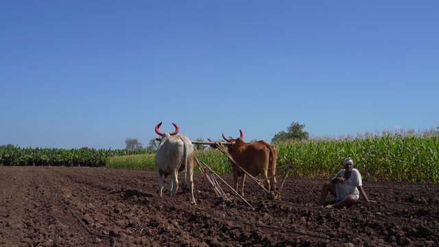 Indian / Asian Farmer plows the fields with bull 
