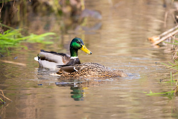 Obraz premium A pair of mallard ducks on a lake