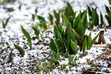 First fresh seedlings of tulip growing through last snow of spring.