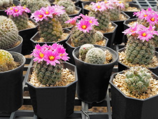Beautiful pink flower of Mammillaria Schumannii Cactus blossom in flower pot around with many Mammillaria Schumannii Cactus blurred background.