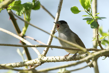 A stunning male Blackcap, Sylvia atricapilla, perching on a branch of a tree singing.