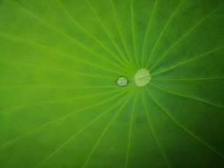 droplet of water on lotus leaf