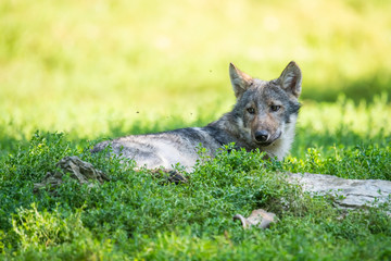 Fototapeta premium Canadian timberwolf puppy laying in grass