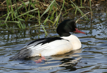 A stunning male Goosander, Mergus merganser, swimming on a river. It has been diving down under the...