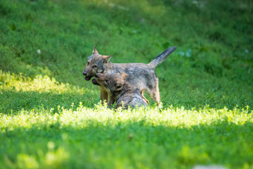 Canadian timberwolf puppies playing in high grass