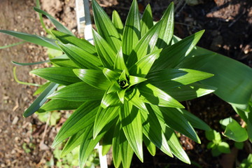 上から見た星形の葉っぱ　緑　グリーン　