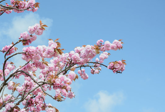 branch of blossom pink cherry or sakura in garden, horizontal outdoors stock photo image with copy space