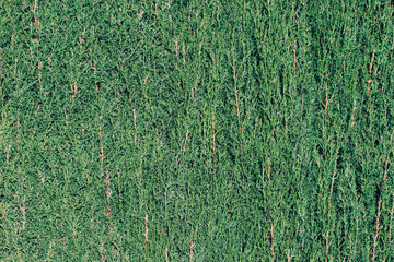 Wall of green leaves.