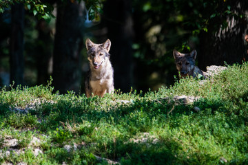 Canadian timberwolf coming out of a forest