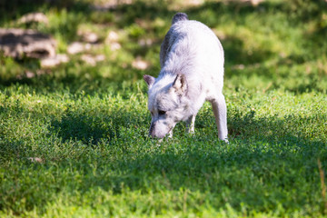 White canadian timberwolf looking for food in grass