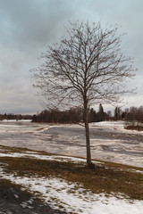 Bare Tree By The Icy River