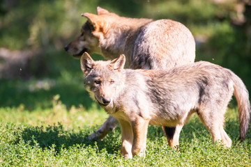 Fototapeta premium Canadian timberwolf puppy with its mother