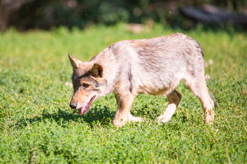 Young canadian timberwolf puppy stalking in grass