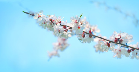 Cherry blossom branch, nature background. spring season. 