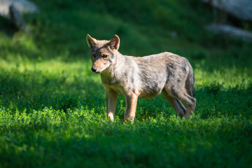 Young canadian timberwolf puppy stalking in grass