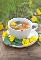 Healing herbal tea of Coltsfoot flowers on wooden table. Medicinal plant coltsfoot, Tussilago farfara.