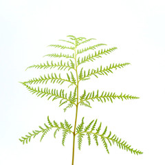 Fern on a white background