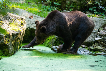 European brown bear looking for prey in a lake