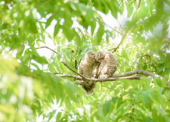 2羽並んで羽繕いするフクロウの雛
