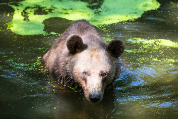 Fototapeta na wymiar European brown bear in a lake