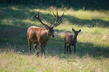 Naklejka na ściany i meble European red deer stag next to its fawn