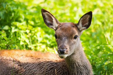 Closeup of a european red deer fawn
