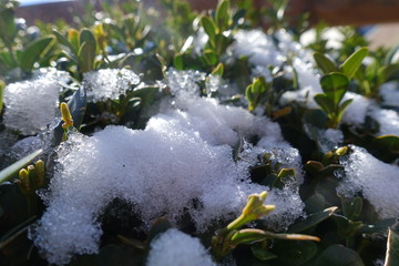 Schnee bedeckter Rasen