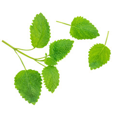 Mint leaves isolated on white background. Fresh Melissa or peppermint  Top view. Flat lay. © nataliazakharova