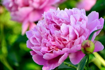 Pink peony in the flowering garden close-up