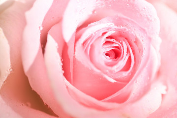 ピンク色の薔薇の花