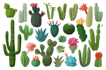 Foto op Canvas Cactus isolated cartoon set icon. Vector illustration mexican cacti on white background. Vector cartoon set icon cactus with flower. © Svitlana