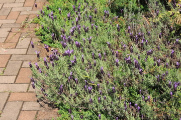 たくさん咲いているフレンチラベンダー