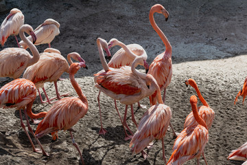 Flamingos with bright colors live in flocks near the pond. The plumage is pink and orange. Keeping individuals with long necks and powerful curved beaks in the zoo