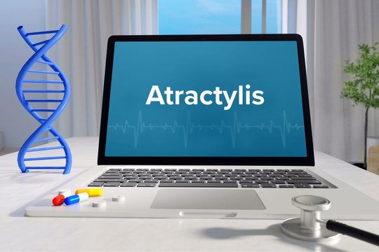 Atractylis – Medicine/health. Computer in the office with term on the screen. Science/healthcare