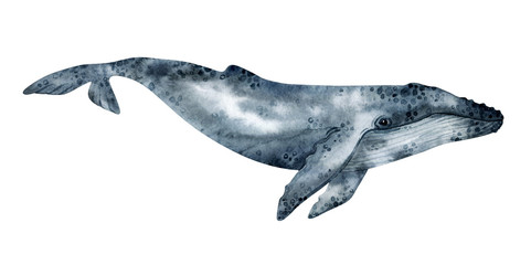 Watercolor humpback whale illustration isolated on white background. Hand-painted realistic underwater animal art. © Kate K.
