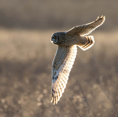Flying Short-Eared Owl