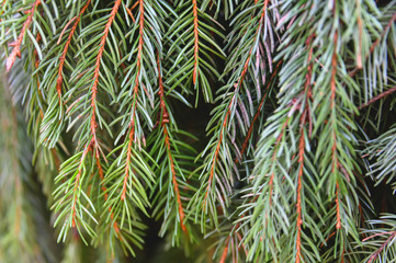 Background texture of a spruce branch for a Christmas card. Natural spruce branches.