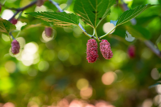 ripe Mulberry on a branch