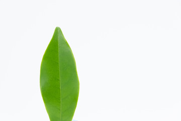 Obraz premium green leaf isolated on white background