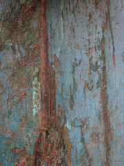 wooden old vintage surface with peeling blue paint
