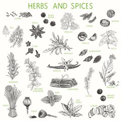Herbs and spices hand drawn set, natural seasoning for cooking. Vector illustration, poster, collection for your design in vintage style. - obrazy, fototapety, plakaty